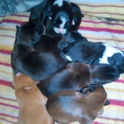 Pet photo 2