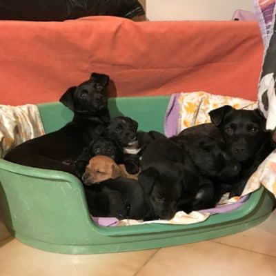 Pet photo 2