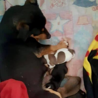 Pet photo 1