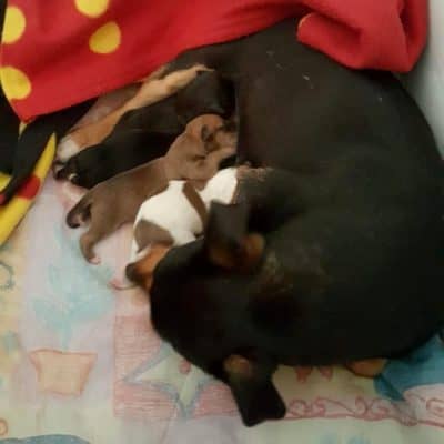 Pet photo 2