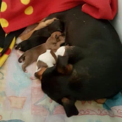 Pet photo 2