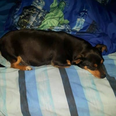 Pet photo 2