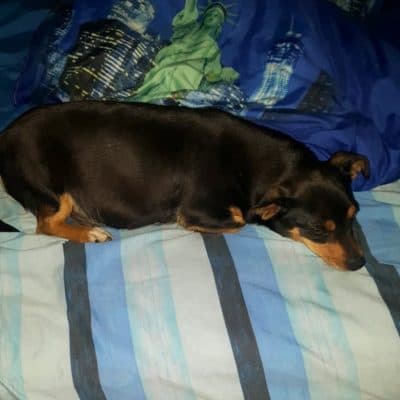 Pet photo 2
