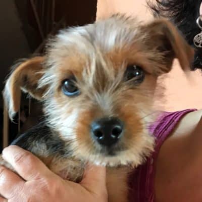 Pet photo 1