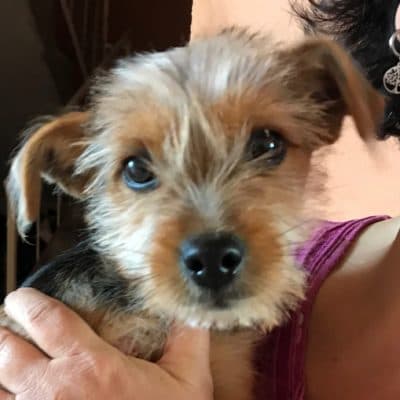 Pet photo 1