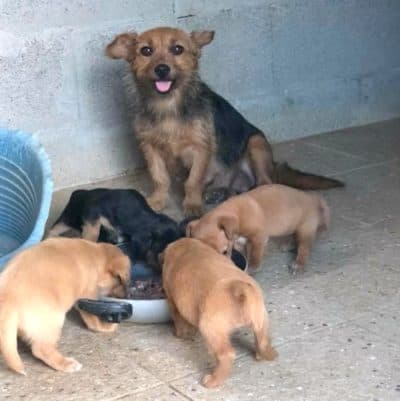 Pet photo 1