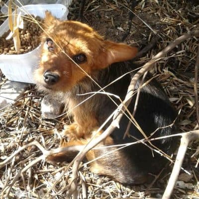 Pet photo 2
