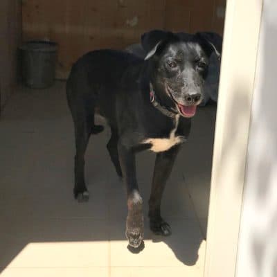 Pet photo 2