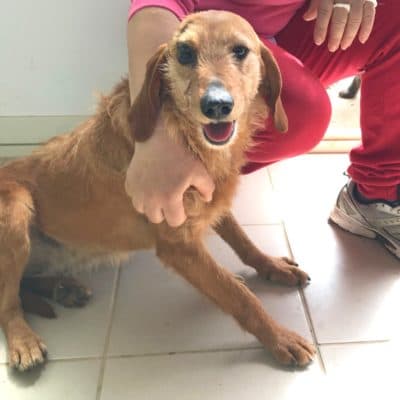 Pet photo 1