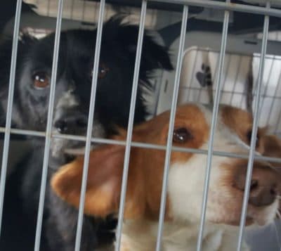 Pet photo 1