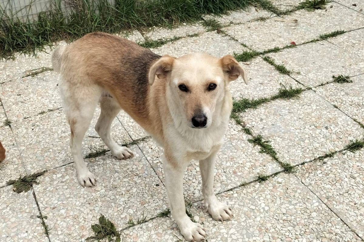Pet photo 1