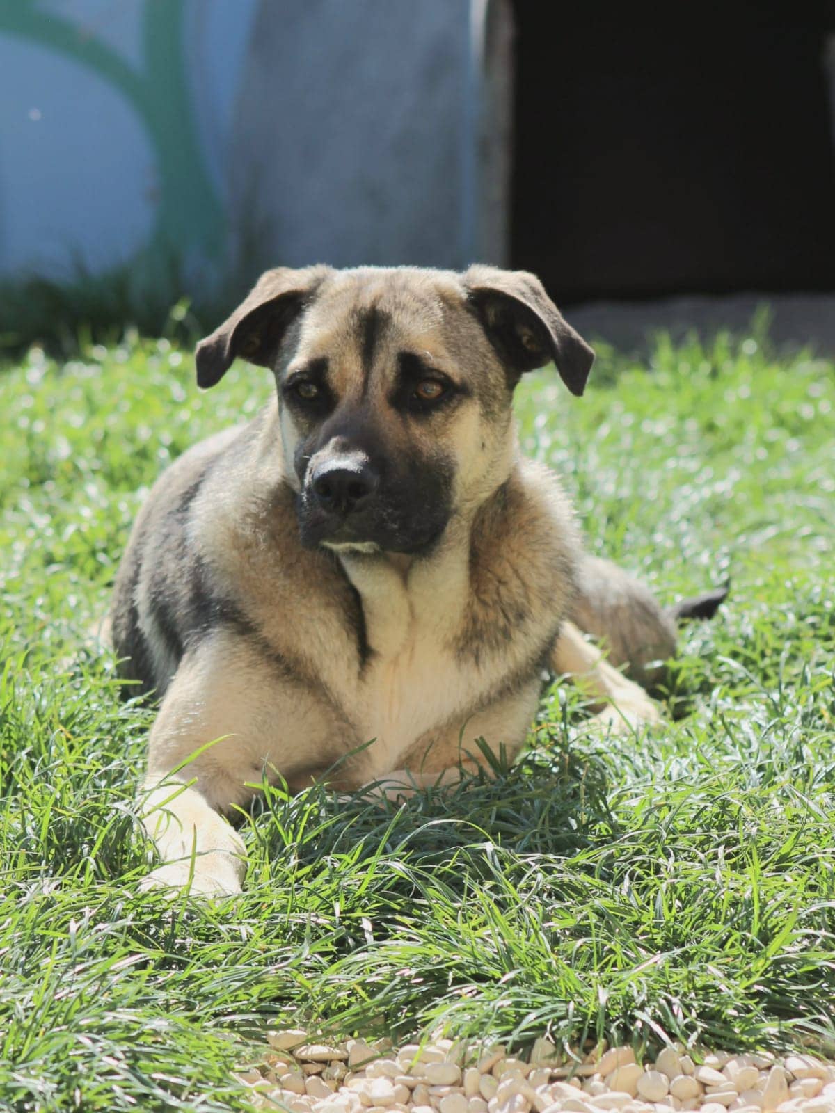 Pet photo 5