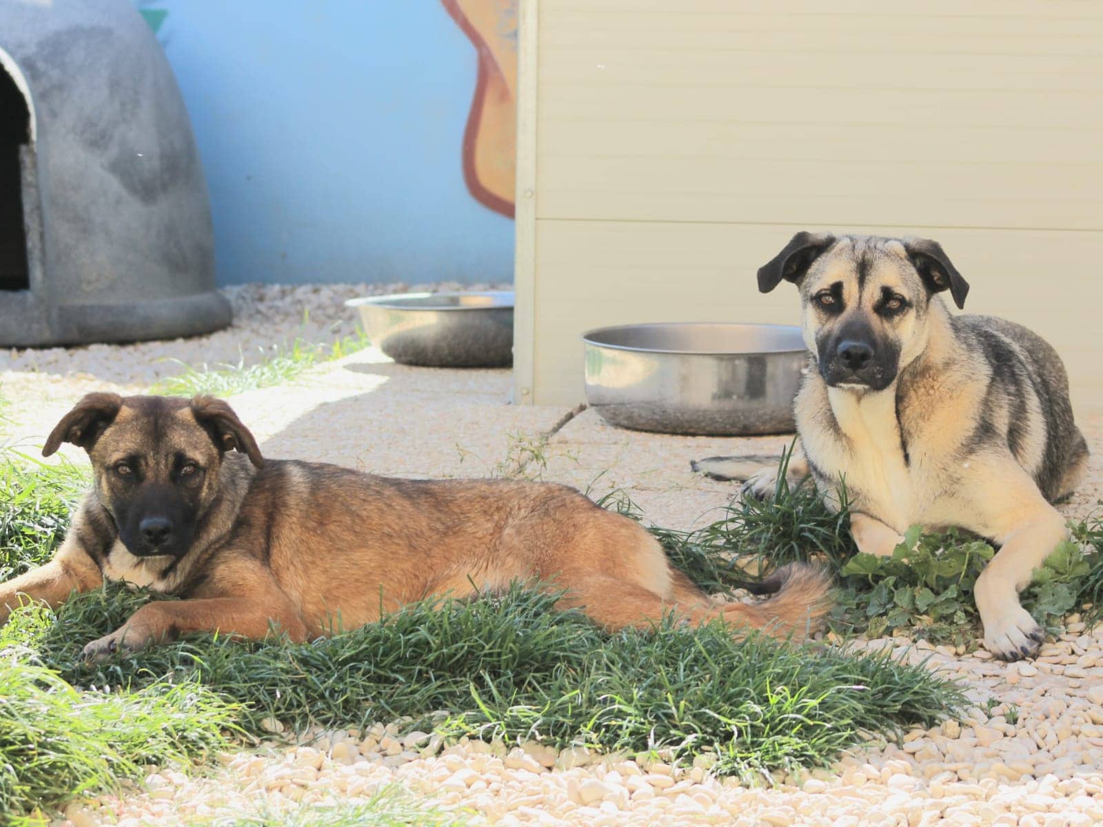 Pet photo 7
