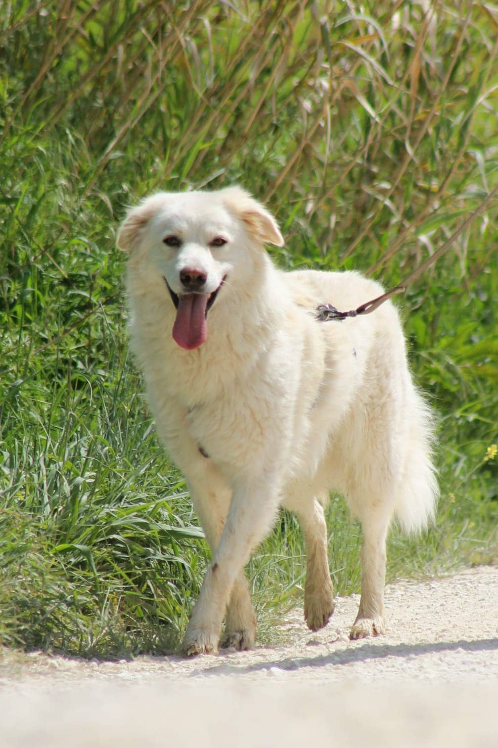 Pet photo 1