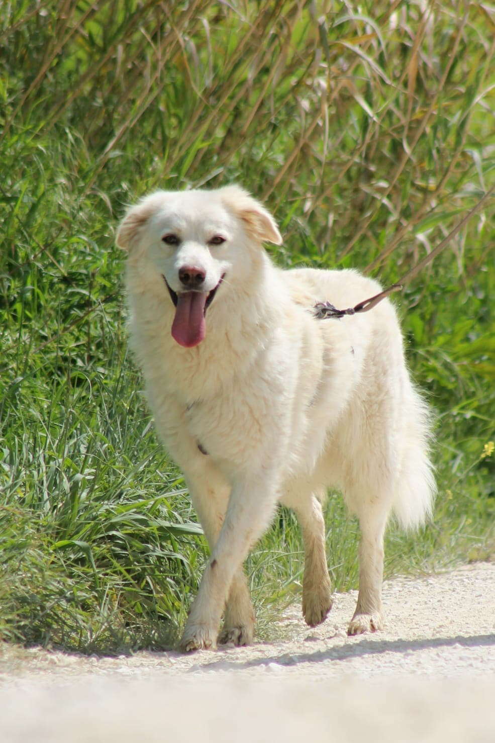 Pet photo 1