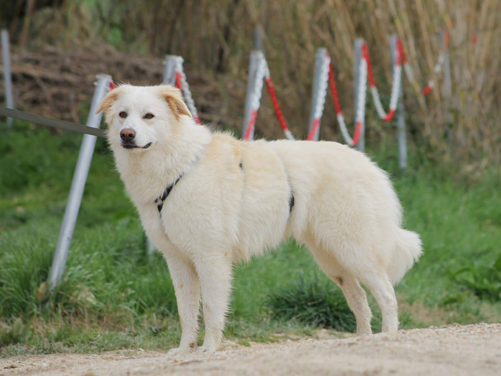Pet photo 4