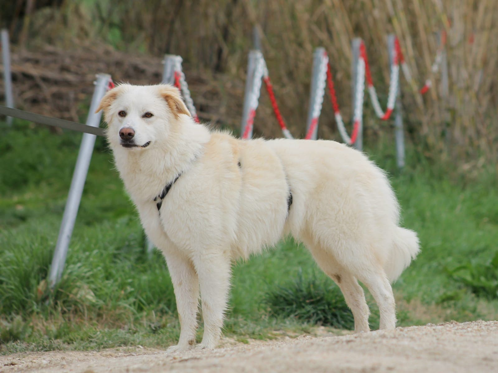 Pet photo 4