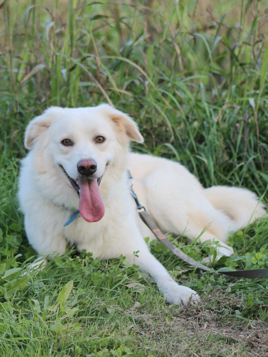 Pet photo 5