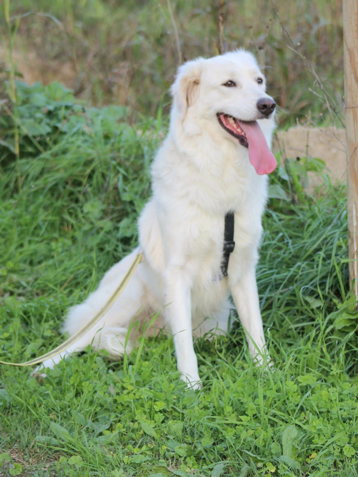 Pet photo 6