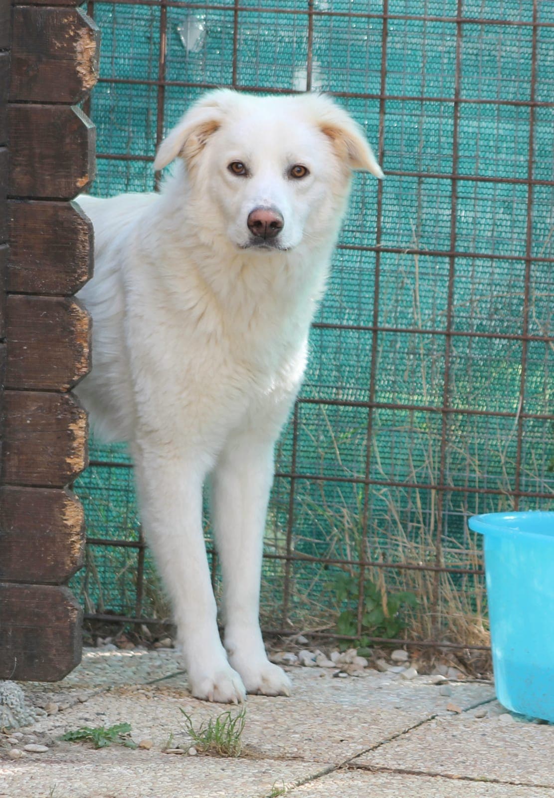 Pet photo 10
