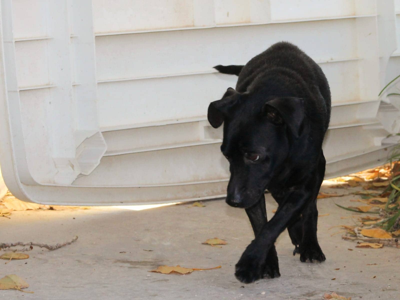 Pet photo 1