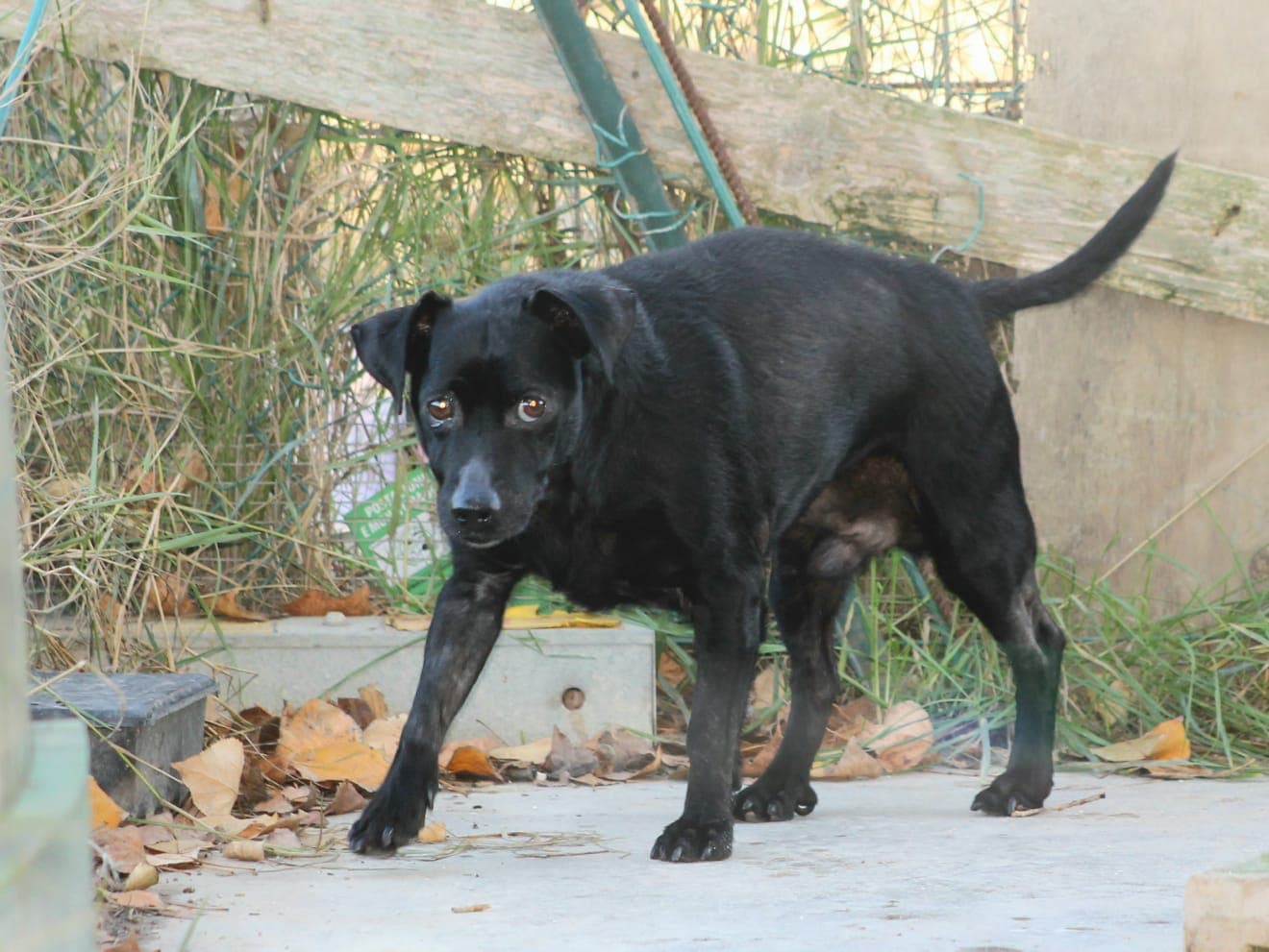 Pet photo 2