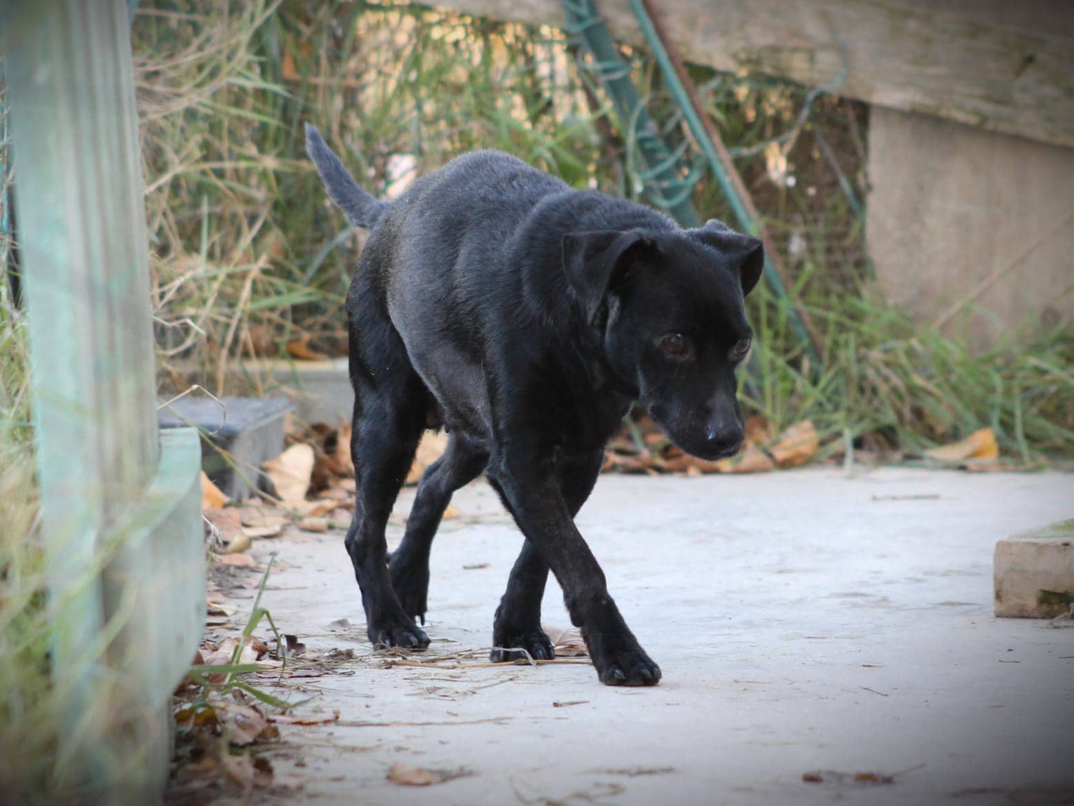 Pet photo 3