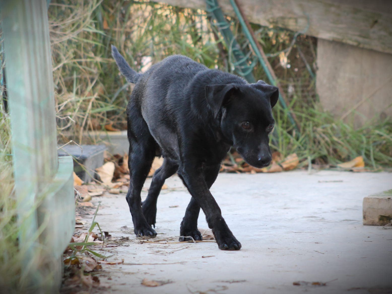 Pet photo 3